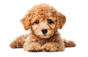 Cute little poodle sitting isolated on transparent background