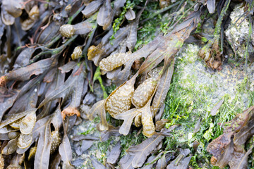 seaweed Fucus on a beach in Normandy, France