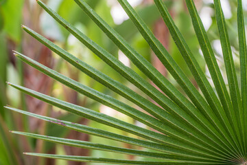 background of green palm leaves in a fan shape