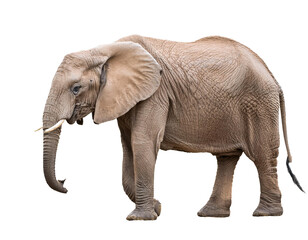 Obraz premium Elefant isoliert auf weißen Hintergrund, Freisteller, Transparent 