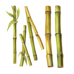 Fototapeta premium watercolor Bamboo shoots isolated white background