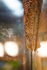 Lézard reptile gros plan oeil