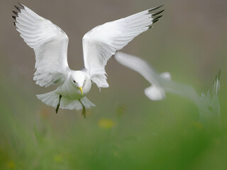 Kittiwake, Black legged Kittiwake, Larus tridactyla, Rissa tridactyla, adult bird coming in to land