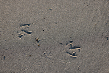 footprints of a laughing gull on a sandy beach in Normandy, France
