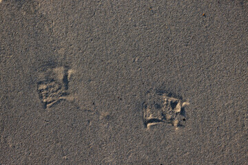 footprints of a laughing gull on a sandy beach in Normandy, France