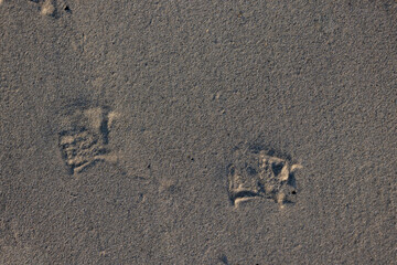 footprints of a laughing gull on a sandy beach in Normandy, France