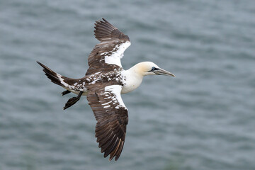 Northern Gannet, Gannet, Morus bassanus, in flight