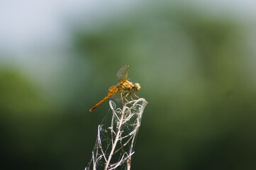夏の風を感じて：ウスバキトンボ（Wandering Glider）の穏やかな表情