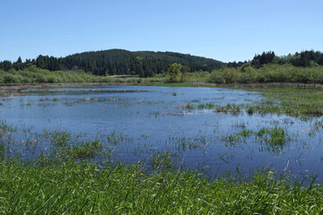 Scenic view on a marshy, wetlands nature reserve at Coquille , Oregon , USA on a sunny day
