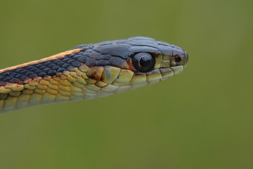 Closeup on the head of a Common garter snake, Tamnophis sirtalis, Crescent city, California