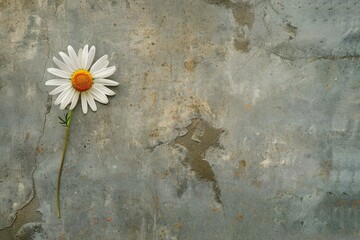 A single daisy rests against a rough, textured grey wall, showing a stark contrast between the delicate flower and the rugged surface behind it.