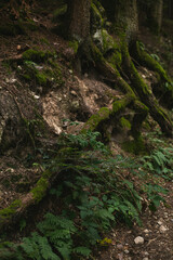 Close-up of forest roots covered in moss, surrounded by ferns and earthy textures, showcasing a rich and natural woodland scene