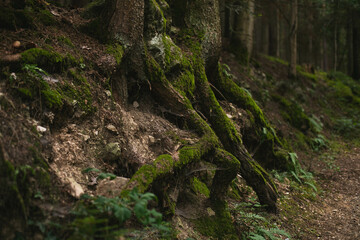 Moss-covered tree roots spreading across the forest floor, surrounded by earthy textures and lush...