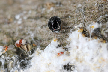Microscopically sized predatory beetle Cybocephalus politus in colony of Pseudaulacaspis pentagona, white peach scale on bark of fruit tree in orchard.