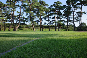 函館五稜郭、青空と緑の芝。木陰