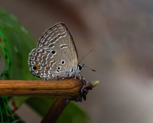 A Plains Cupid butterfly