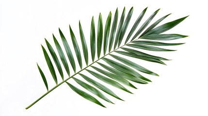 Fototapeta premium Single tropical palm leaf isolated on white background