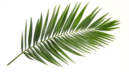 Single tropical palm leaf isolated on white background