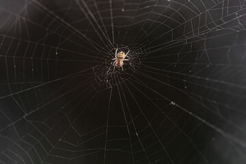 A Orb spider