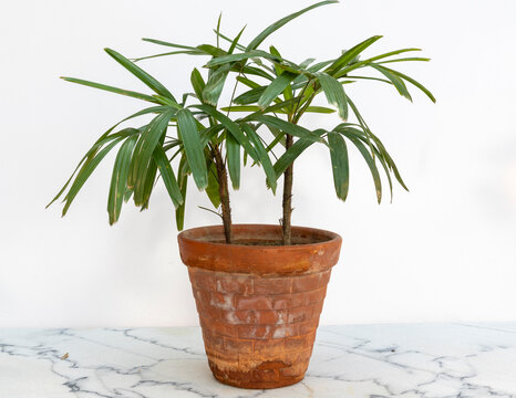 Rhapis excelsa (bamboo palm) in a clay pot on a marble floor and white wall background
