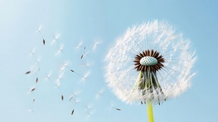 Obraz premium Dandelion Seeds Floating in the Wind