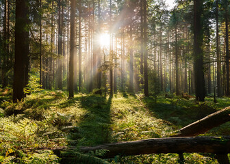 Obraz premium sunlight filtering through the trees in a forest, surrounded by a natural landscape of terrestrial plants, trunks, twigs, grass, and various shades of wood