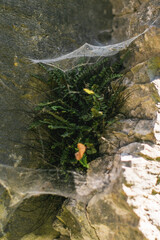 Close-up of delicate ferns growing between rocky crevices, surrounded by spiderwebs, creating a natural and intricate composition