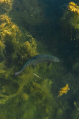 Underwater view of a fish swimming among green aquatic plants and algae, showcasing a serene and natural underwater habitat