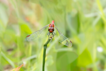 Close up of male Ruddy Darter, Sympetrum sanguineum, with red abdomen and transparent wings resting on a stem tip against hazy green background in habitat