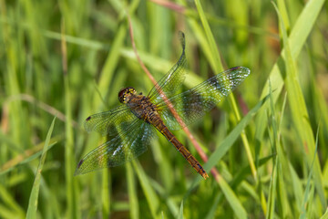 Close up of flying female Ruddy Darter, Sympetrum sanguineum, with light green brown abdomen and transparent wings against hazy background with plants in habitat