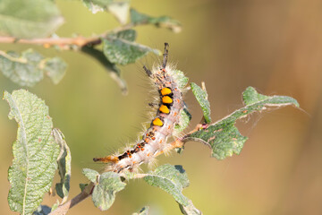 Close up of a Vapourer, Orgyia antiqua, in its natural habitat creeping over stems of Grey Willow, Salix cinerea with visible feeding damage to the leaves