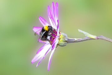 Close up of Meadow Bumblebee, Bombus pratorum, foraging on the purple lilac heart of a Pericallis × hybrida with white lilac sepals against a plain yellow green background