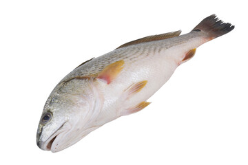 Raw red drum fish isolated on white background
