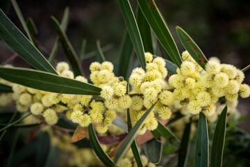 Plants of the Australian National Botanic Gardens