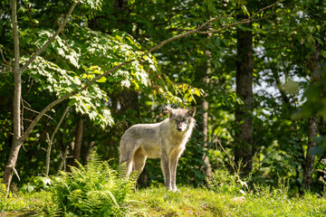 Obraz premium A grey wolf in a dense forest. High quality photo. Parc Omega, Ontario