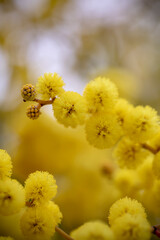 Spring wattle (acacia) of Australia