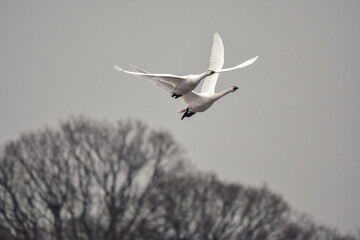 樹氷を背景に飛ぶ白鳥の群れが美しい、枯れ木が寂しい