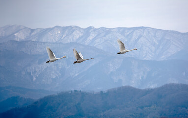 雪山を背景に飛ぶ渡り鳥、白鳥の優雅で自由な空