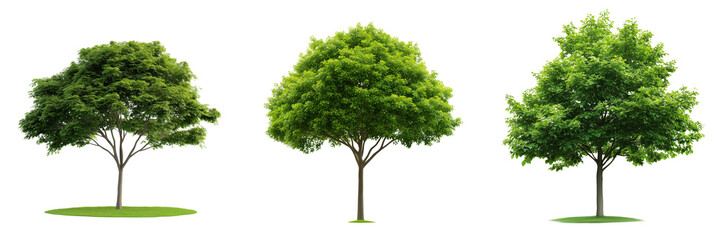 A collection of various tree species arranged in a row, isolated on a transparent background