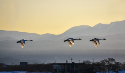 日暮れの田舎の田んぼ、ハクチョウが飛んでいる、和やかで平和な日常