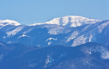 雪山を背景に飛ぶ渡り鳥、白鳥の優雅で自由な空