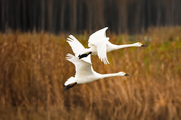 空を飛ぶ二羽の白鳥、シンプルで美しい姿