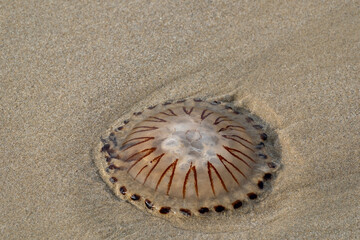  Compass Jellyfish in the sand