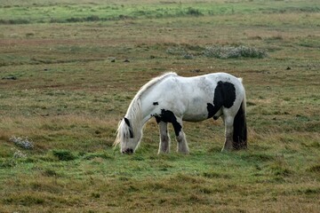 Obraz premium shirehorse in the morning fog on the meadow