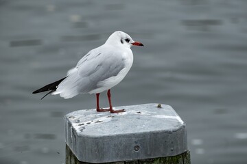 wooden poles with a seagull