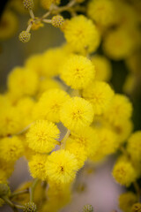 Spring wattle (acacia) of Australia