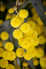 Spring wattle (acacia) of Australia