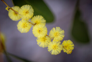 Spring wattle (acacia) of Australia