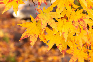 Tree with yellow leaves in autumn season, copy space