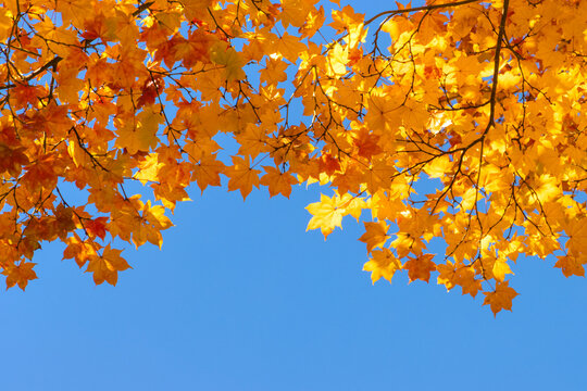 Tree with yellow leaves on blue sky background in autumn season, copy space